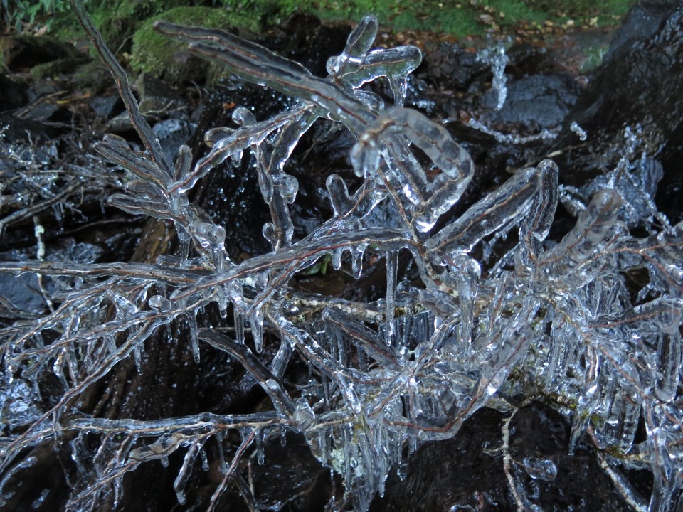 ice covered branch